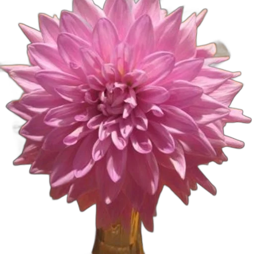flower, crown, staff, jewelry transparent PNG cut-out