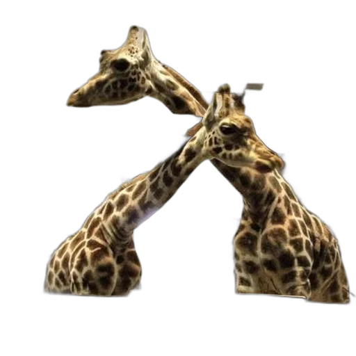 animal, shoes, creature, jewelry transparent PNG cut-out