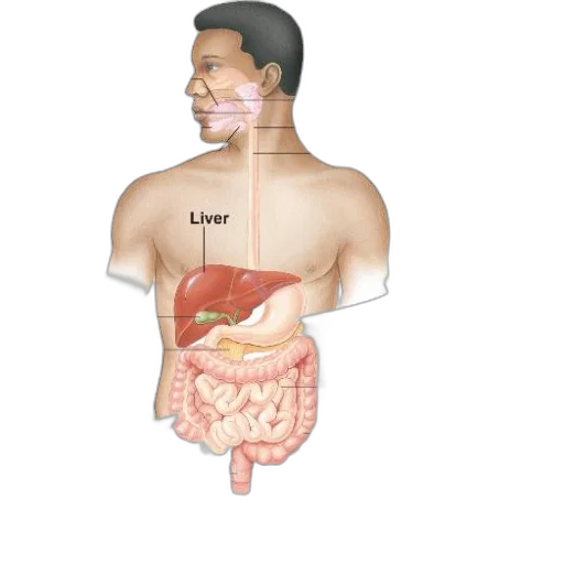 food, face, anatomical, diagram transparent PNG cut-out