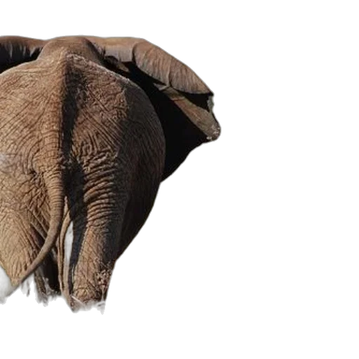 animal, umbrella, hat, jacket transparent PNG cut-out