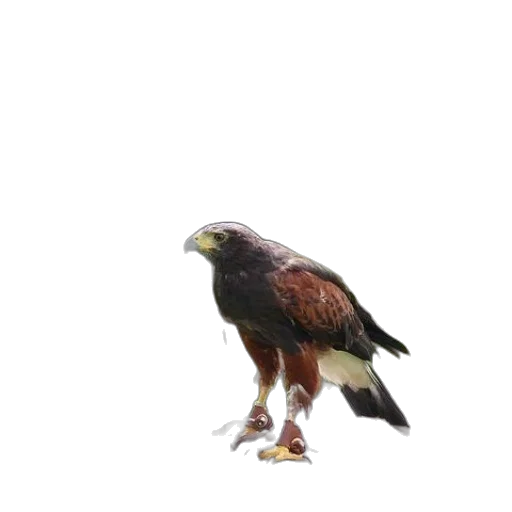 animal, creature, staff, weapon transparent PNG cut-out