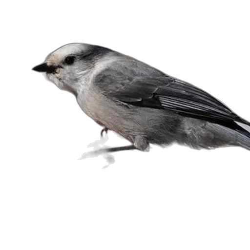 animal, creature, staff, weapon transparent PNG cut-out
