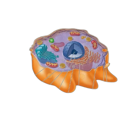 crown, hat, jewelry, umbrella transparent PNG cut-out
