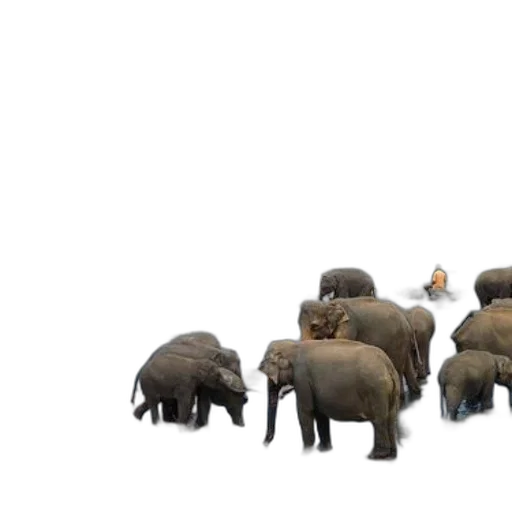 animal, concept art, 3d render, elephants transparent PNG cut-out