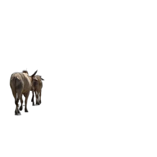 animal, creature, staff, furniture transparent PNG cut-out
