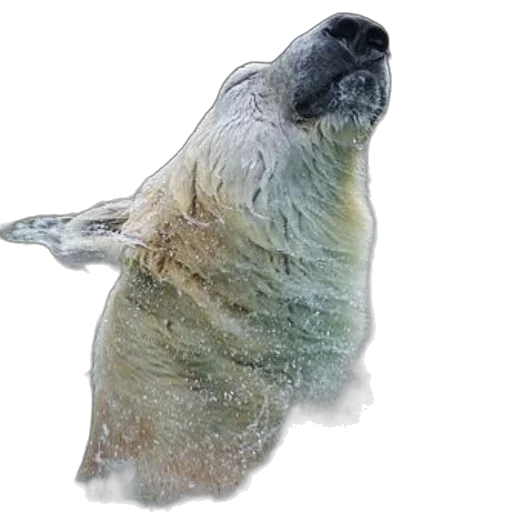 animal, creature, face, staff transparent PNG cut-out