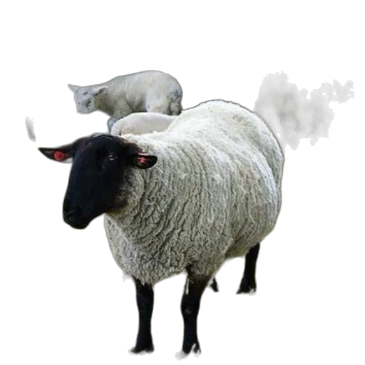 animal, creature, hat, staff transparent PNG cut-out