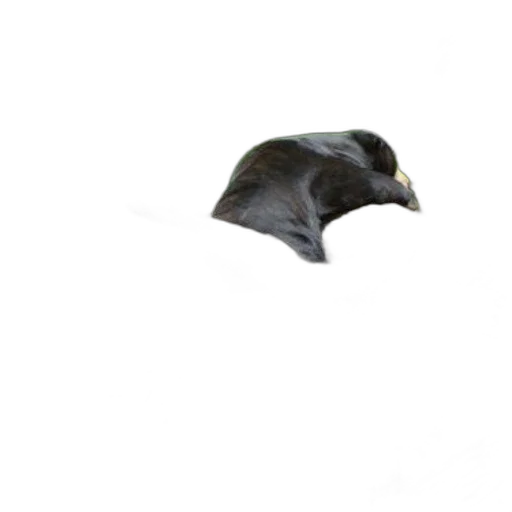 animal, hat, creature, mask transparent PNG cut-out
