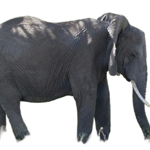 animal, creature, staff, weapon transparent PNG cut-out