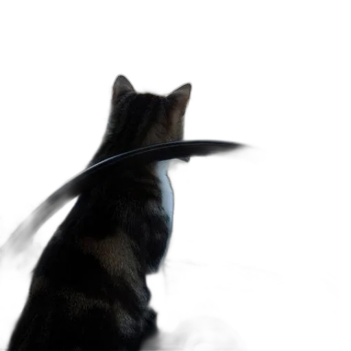 staff, animal, sword, hat transparent PNG cut-out