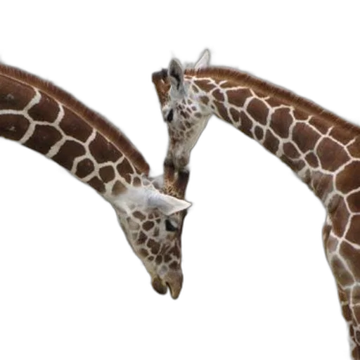 animal, creature, shoes, staff transparent PNG cut-out