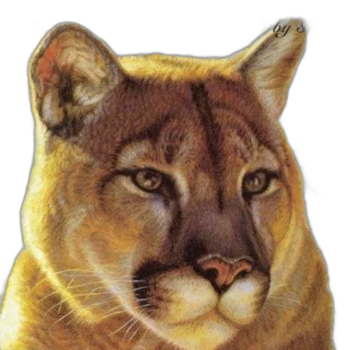 animal, creature, face, staff transparent PNG cut-out