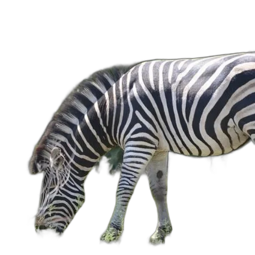 animal, creature, weapon, staff transparent PNG cut-out