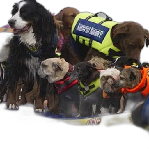 staff, group, dogs, wearing transparent PNG cut-out