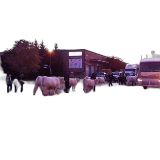 building, animal, car, staff transparent PNG cut-out