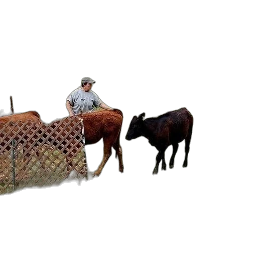 animal, food, hat, weapon transparent PNG cut-out