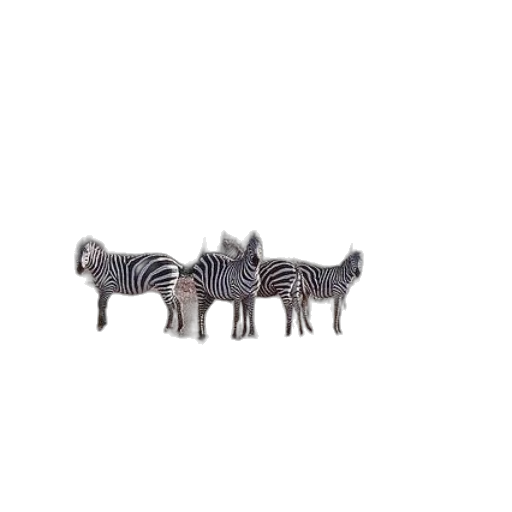 animal, furniture, creature, jewelry transparent PNG cut-out