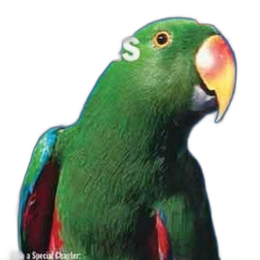 animal, staff, jewelry, creature transparent PNG cut-out