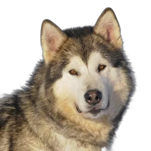 animal, face, creature, staff transparent PNG cut-out