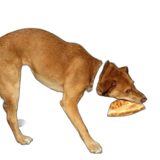 food, animal, creature, hat transparent PNG cut-out