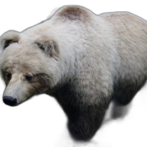 animal, creature, staff, face transparent PNG cut-out