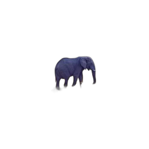 animal, creature, furniture, hat transparent PNG cut-out