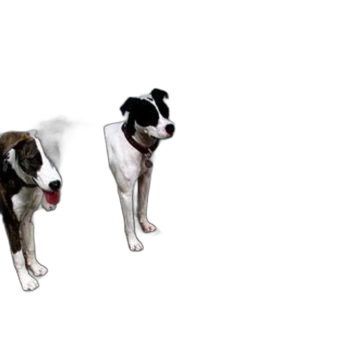 animal, 3d render, photorealistic, concept art transparent PNG cut-out