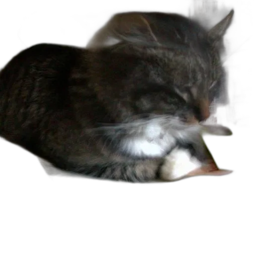 animal, food, creature, staff transparent PNG cut-out