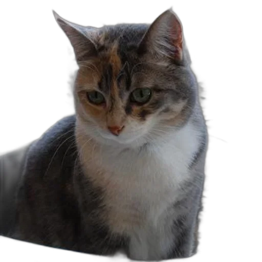 animal, staff, creature, crown transparent PNG cut-out
