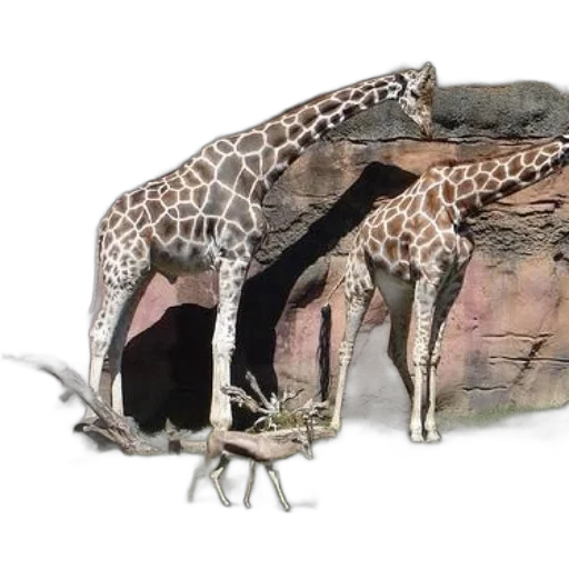 shoes, dragon, animal, creature transparent PNG cut-out