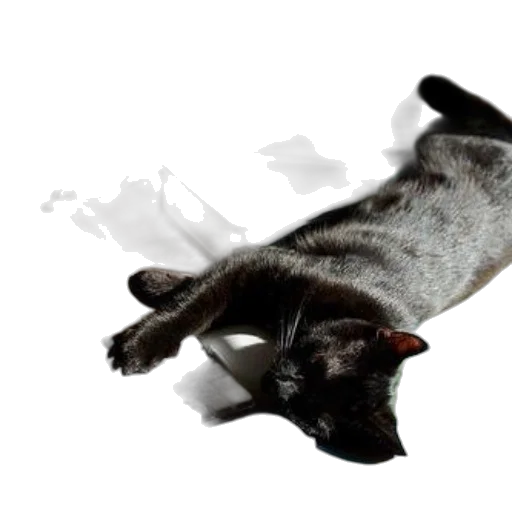 animal, staff, creature, photorealistic transparent PNG cut-out