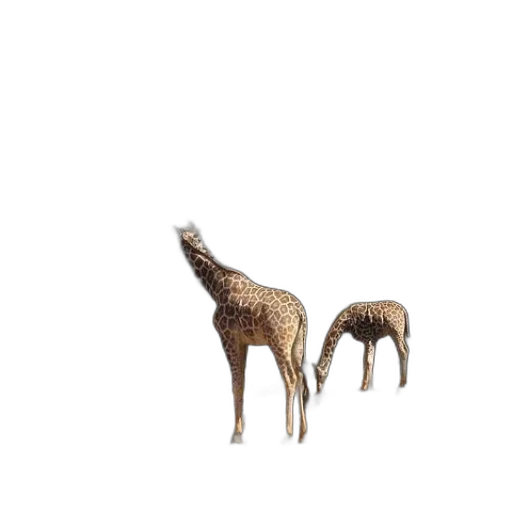 animal, creature, furniture, hair transparent PNG cut-out