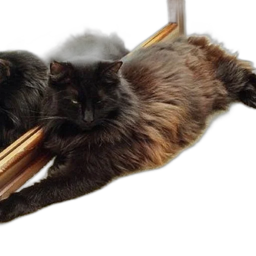 shoes, animal, staff, hair transparent PNG cut-out