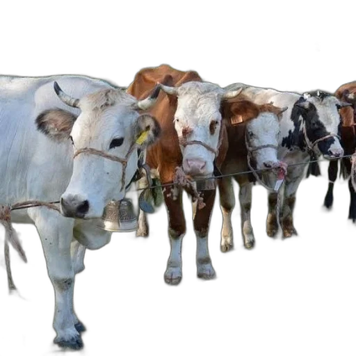 animal, photorealistic, concept art, group transparent PNG cut-out
