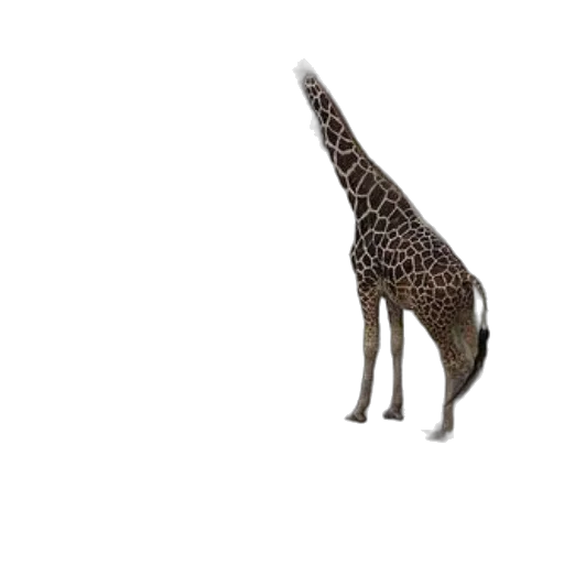 animal, creature, staff, hat transparent PNG cut-out