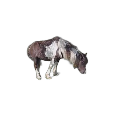 animal, creature, hair, dragon transparent PNG cut-out