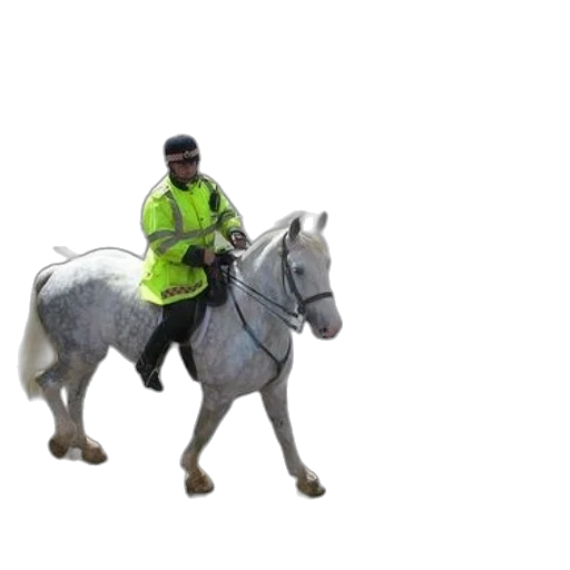 staff, animal, jacket, creature transparent PNG cut-out