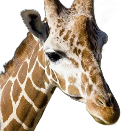 animal, creature, face, staff transparent PNG cut-out