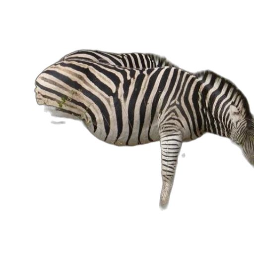 animal, creature, hat, staff transparent PNG cut-out