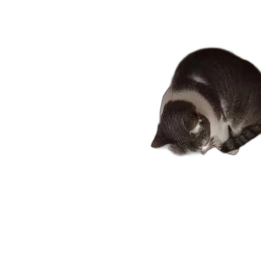 animal, creature, staff, hat transparent PNG cut-out