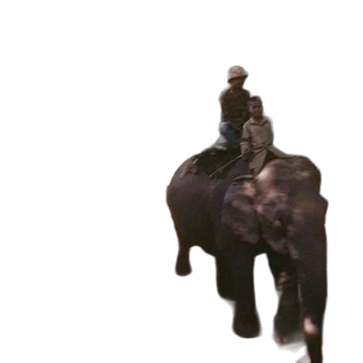 animal, creature, staff, hat transparent PNG cut-out