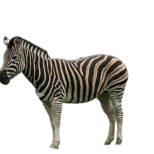 animal, creature, staff, furniture transparent PNG cut-out