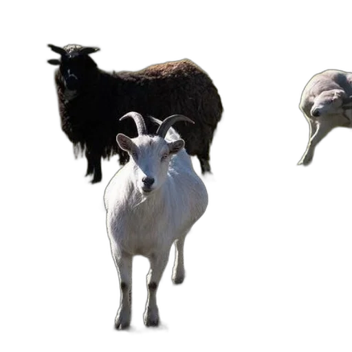 animal, creature, hair, dragon transparent PNG cut-out