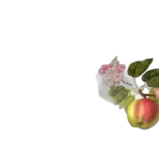 flower, food, crown, jewelry transparent PNG cut-out
