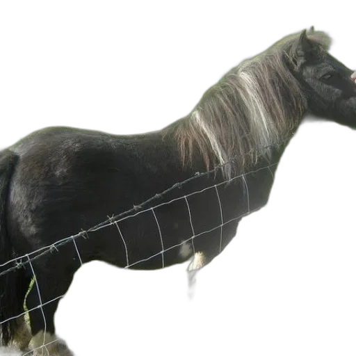 animal, hair, creature, jewelry transparent PNG cut-out