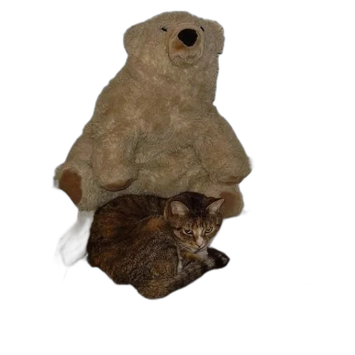animal, creature, hat, staff transparent PNG cut-out