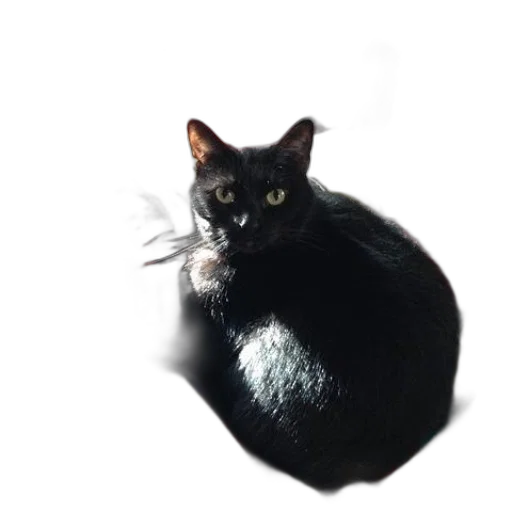animal, creature, crown, staff transparent PNG cut-out