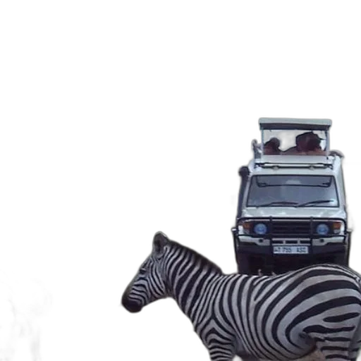 animal, car, robot, creature transparent PNG cut-out