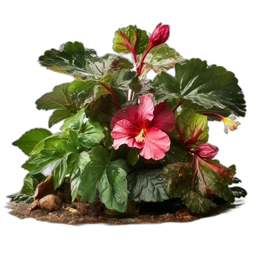 crown, flower, hat, photorealistic transparent PNG cut-out