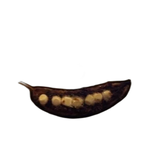 crown, food, animal, staff transparent PNG cut-out